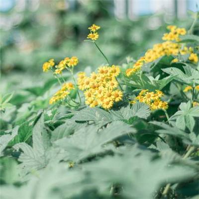 外围皇冠体育下载